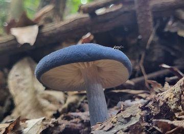 malaysia/selangor/attraction/rare-blue-mushroom-sigthings