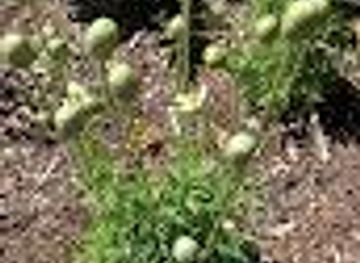 maine/augusta/attraction/native-butterfly-house