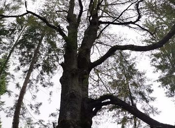 czechia/sumava-national-park/attraction/pamatny-strom-buk-lesni