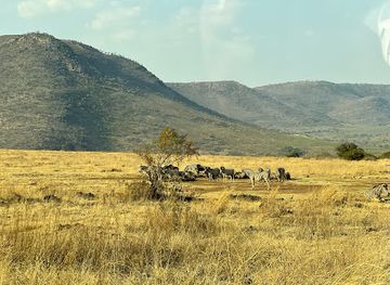 south-africa/highveld/attraction/lion-safari-park