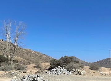 saudi-arabia/taif/attraction/the-oldest-tree-in-saudi-arabia