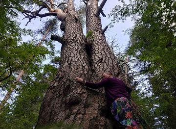 finland/koli-national-park/attraction/large-pine