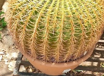 ghana/accra/east-legon/attraction/ky-garden