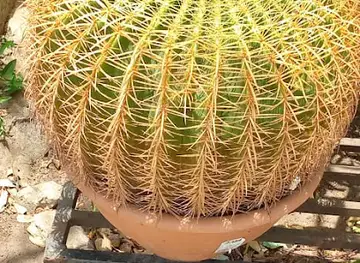 KY Garden