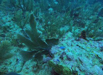 belize/ambergris-caye/attraction/tres-cocos-cut