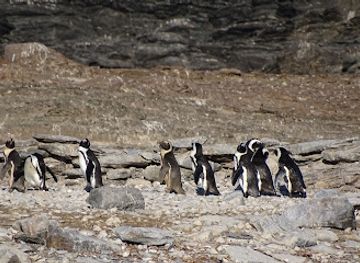 namibia/luderitzland/attraction/zeepaard-boat-tours