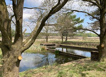 netherlands/veluwe/attraction/hoog-buurlose-heide