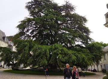 france/tours/attraction/arbre-remarquable