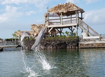 florida/florida-keys/attraction/dolphin-research-center
