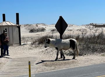 maryland/assateague-island-national-seashore/attraction/walk-in-site-79