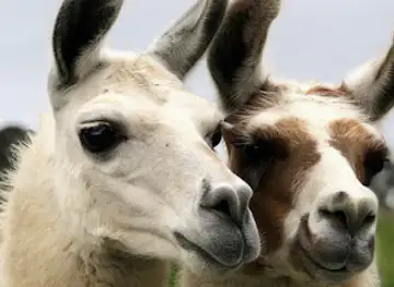Nidderdale Llamas