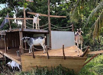 dominica/saint-david/attraction/blackbeard-s-dairy