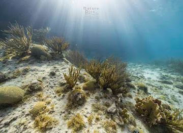 curacao/boca-hulu/attraction/caribbean-reef