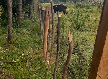 kenya/nyandarua-range/attraction/dundori-forest