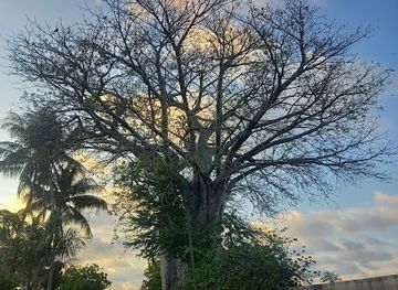 tanzania/dar-es-salaam/masaki/attraction/baobab-tree