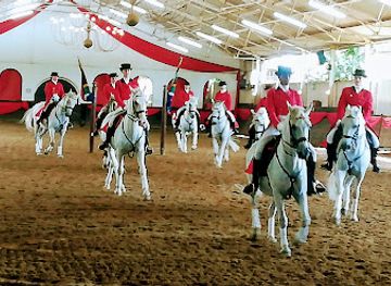 south-africa/breede-river-valley/attraction/the-south-african-lipizzaners