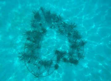 maldives/dhaalu-atoll/attraction/coral-heart