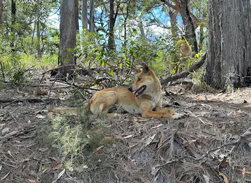Fraser Island national park