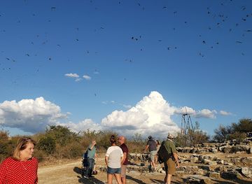 texas/lost-maples-state-natural-area/attraction/frio-bat-flight-tours