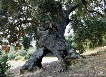 spain/navarre/attraction/encina-de-las-tres-patas