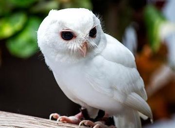 florida/cape-coral/attraction/peace-river-wildlife-center-education-center