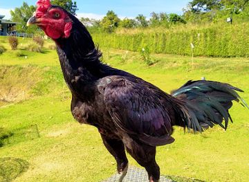 thailand/khao-yai-national-park/attraction/fighting-cock-farm