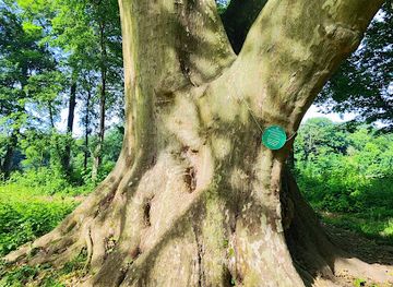 slovenia/maribor/tabor/attraction/javorolistna-platana