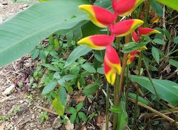 trinidad-and-tobago/port-of-spain/attraction/asa-wright-nature-centre