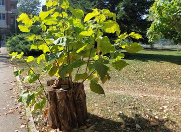 bosnia-and-herzegovina/banja-luka/attraction/petar-panj