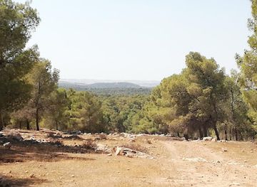 israel/judean-desert/attraction/yatir-forest