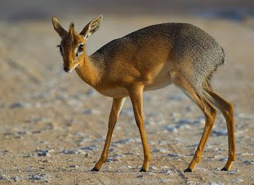 somalia/karkaar-mountains/attraction/rashka-barre-channel