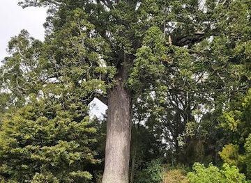 new-zealand/auckland/attraction/parry-kauri-park