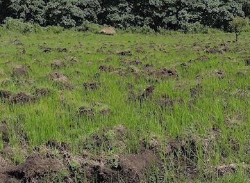 ethiopia/gambella-national-park/attraction/kafa-biosphere-reserve