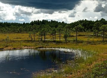 estonia/soomaa-national-park/attraction/soomaa-rp-kuresoo