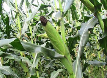 somalia/shimbiris-mountain/attraction/shumux-shumux