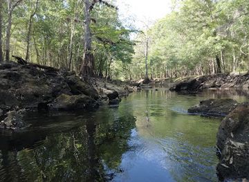 florida/nature-coast/attraction/withlacoochee-state-forest