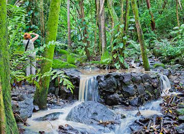 saint-lucia/diamond-falls-botanical-gardens/attraction/mamiku-gardens