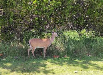 florida/key-west/attraction/national-key-deer-refuge-nature-center
