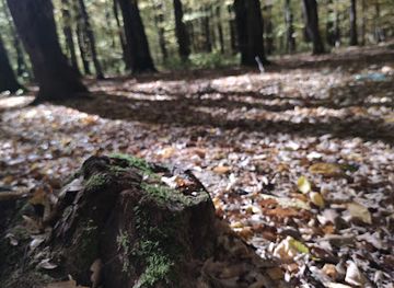 romania/prahova/attraction/padurea-cazacu