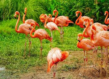 singapore/bugis/attraction/bird-paradise