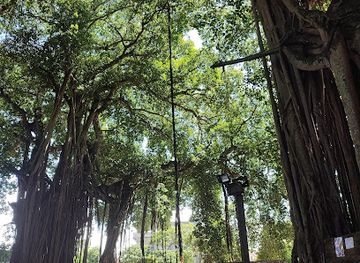 madagascar/toamasina/attraction/vavatiana-giant-strangler-figs