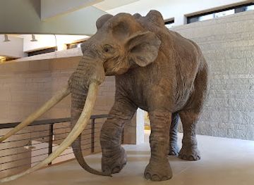 italy/molise/attraction/national-museum-of-the-paleolithic