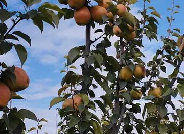 Pear garden