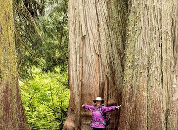 washington/mount-rainier-area/attraction/grove-of-the-patriarchs