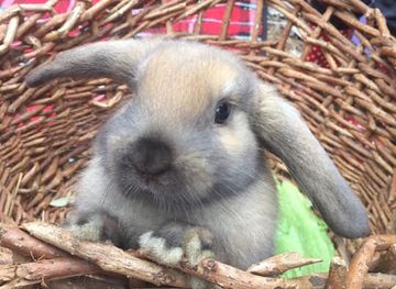 australia/mornington-peninsula/attraction/rain-hayne-shine-farmyard