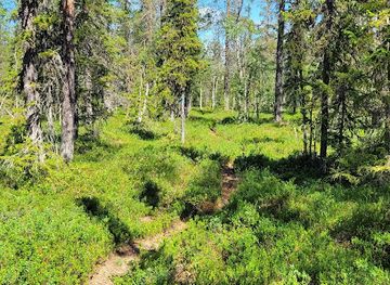 sweden/medelpad/attraction/mossatrask-stormyran