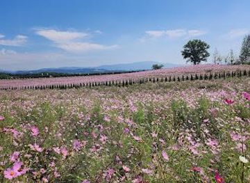 south-korea/suwon/attraction/anseong-farmland