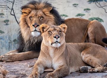 new-mexico/northwest-new-mexico/attraction/abq-biopark-zoo