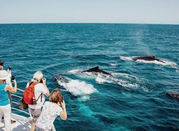 australia/brisbane/attraction/brisbane-whale-watching
