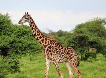 kenya/chyulu-hills/attraction/selenkay-conservancy